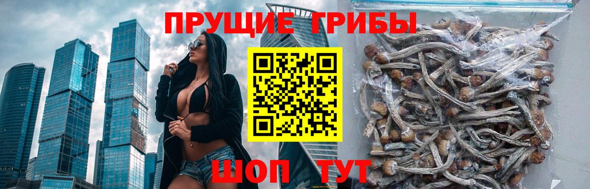 Ржев  Галлюциногенные грибы Psilocybe  Вход с VPN 